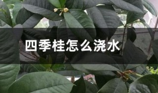 四季桂花的浇水方法 四季桂怎么浇水