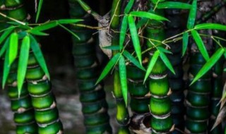 罗汉竹养殖方法 罗汉竹如何养殖