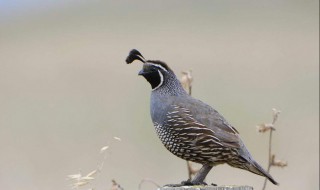 鹌鹑寿命多长 鹌鹑介绍