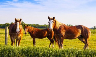 马的寿命有多长 马的寿命有多少