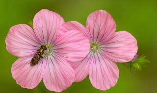 花草摄影方法 这些摄影技巧你都要知道