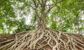 榕树压条生根方法 这样操作就可以