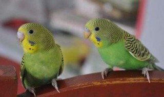 鹦鹉怎么分辨公母 鹦鹉分辨公母的方法介绍