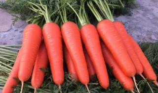 胡萝卜的种植方法和时间 胡萝卜如何种植