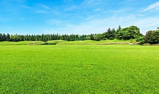 草坪种植方法 草坪如何种植