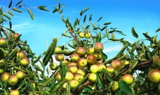 冬枣树的保护方法 需要怎么进行保护