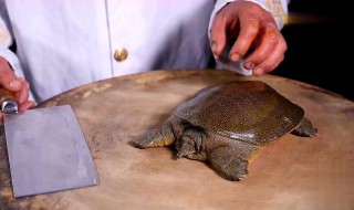 甲鱼要怎么洗才干净 甲鱼如何清洗