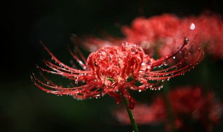 十大冥界之花 十大冥界之花具体寓意详解