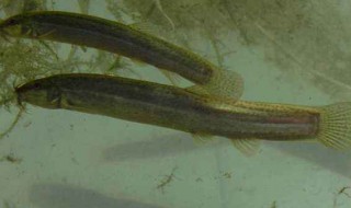 正宗无土泥鳅养殖方法 怎么养泥鳅