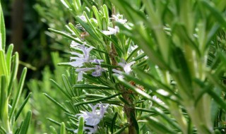 迷迭香在中国叫什么 迷迭香在中国叫海洋之露