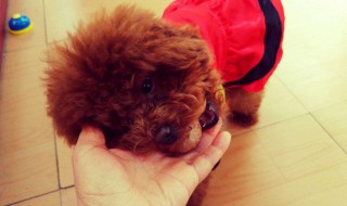 泰迪多久洗一次澡 泰迪几天洗一次澡合适呢