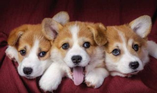 小狗什么时候可以洗澡 小狗什么时候可以洗澡的解析