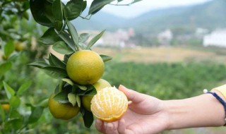 柑皮的制作方法 柑皮的制作方法是什么