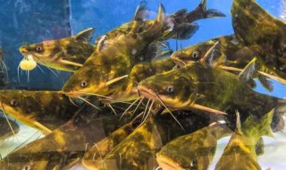 怎么做黄辣丁鱼 黄辣丁鱼怎样做