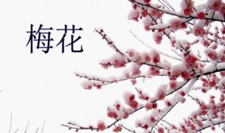 古诗梅花的意思 古诗梅花释义