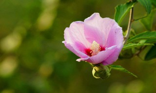 木锦花怎么养殖方法 木锦花养殖方法简述