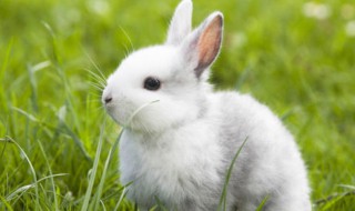 兔子喂养方法禁忌 喂养兔子的方法