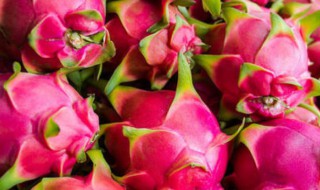 火龙果枝条的修剪方法 火龙果枝条如何修剪