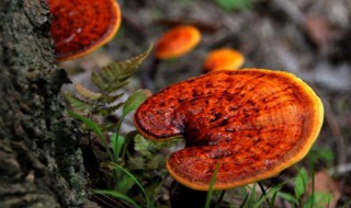 干灵芝的功效与作用及食用方法 干灵芝的功效是什么