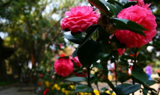 千什么百什么的成语 千什么百什么的成语有哪些