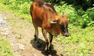 女人梦见黄牛是啥意思 女人梦见黄牛是什么预兆