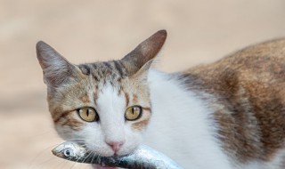 猫咪爱吃鱼它们会被鱼刺卡到吗 猫被刺卡到会怎么样