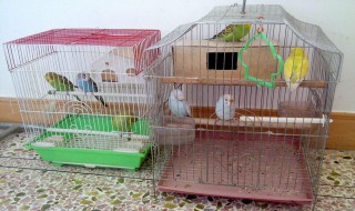 虎皮鹦鹉怎样做窝 虎皮鹦鹉的窝要怎样做