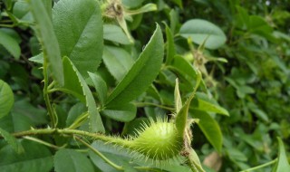 金樱子根的功效与作用 金樱子根有哪些功效与作用