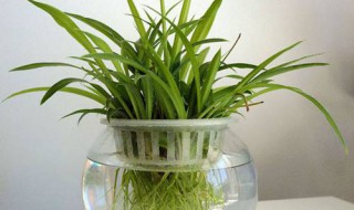 水培吊兰的养殖方法和注意事项 水培吊兰的养殖方法和注意事项介绍
