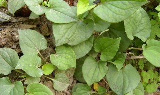 鱼腥草的食用方法 鱼腥草的食用方法是什么