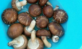 香菇怎么洗 香菇洗的方法