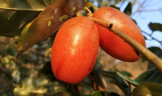 腌羊奶果的方法 腌羊奶果怎么做