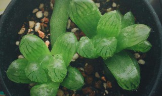 玉露叶插方法 需要做些什么呢