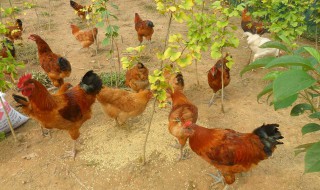 农家喂鸡方法 吃些什么好呢