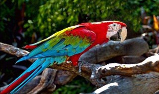 正确养鹦鹉方法 如何养鹦鹉