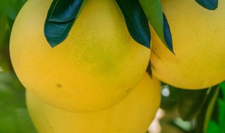 大柚子剥皮方法 如何给柚子剥皮