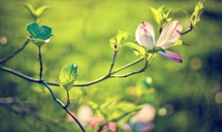形容春天美景的句子 描写春天美景的句子