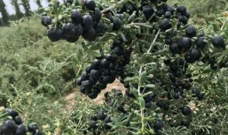 黑枸杞的种植方法 黑枸杞如何种植