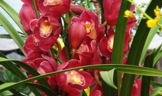 大惠兰花养殖方法 大花蕙兰养殖技巧