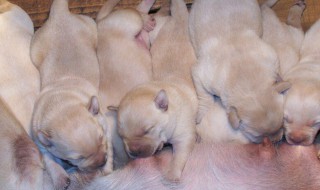 刚出生的小狗怎么喂养 怎么养刚出生的小狗