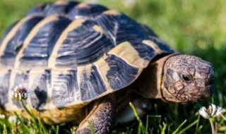 乌龟养多久会有灵性 乌龟怎么养