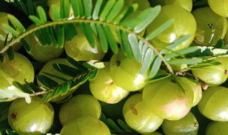 油甘果的泡酒方法 油甘果泡酒的方法和益处