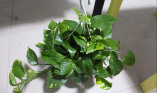 不开花的植物有哪些 不开花的植物简介