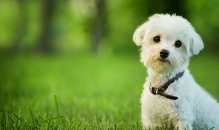 训狗狗的方法和技巧 训练狗狗的五大方法技巧