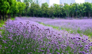 紫色马鞭草种植方法 紫色马鞭草如何种植