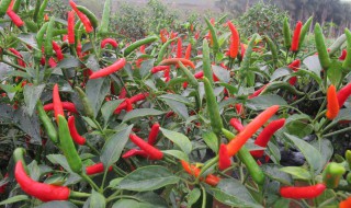 栽培辣椒的方法 辣椒怎么种