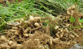 种花生的方法 花生如何种植好