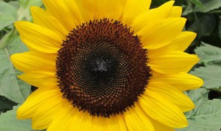 油葵正确打油方法 正确的打油葵方法