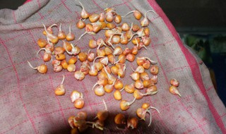 玉米催芽方法 玉米种子催芽方法是什么