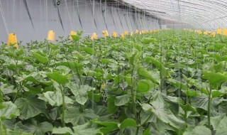 大棚小黄瓜种植方法 大棚小黄瓜如何种植